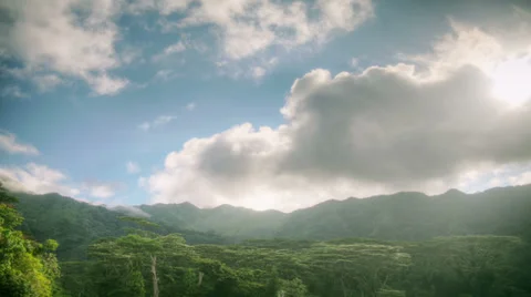 Tropical Rain forest, Banyan Tree Canopy, Jungle, Hawaii, Time Lapse Vidéo 31824380