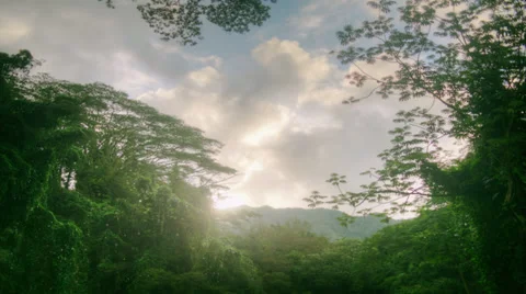 Tropical Rain forest, Banyan Tree Canopy, Jungle, Hawaii, Time Lapse Video stock 31824427