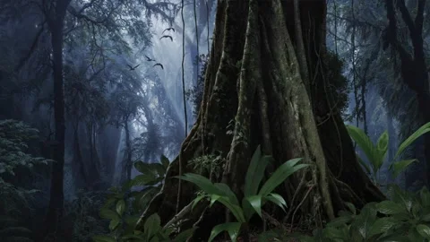 Tropical rain forest with big tree Stock Footage 289573717