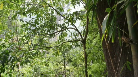 Tropical Rain Forest Stock Footage 664276