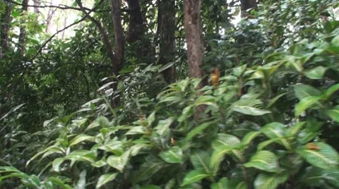 Tropical Rain Forest Stock-Footage 7140504