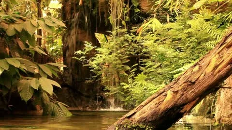 Tropical rain forest Stock Footage 11594827