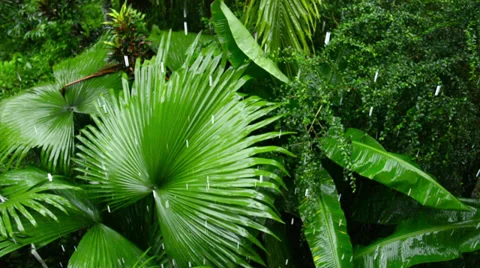 Tropical rain in forest Stock Footage 31739112