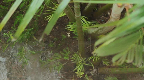 Tropical rain in the forest Stock Footage 35991686
