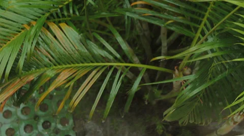 Tropical rain in the forest Stock Footage 35991705