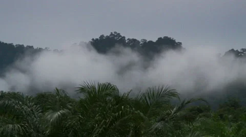 Tropical rain forest Stock Footage 61648031