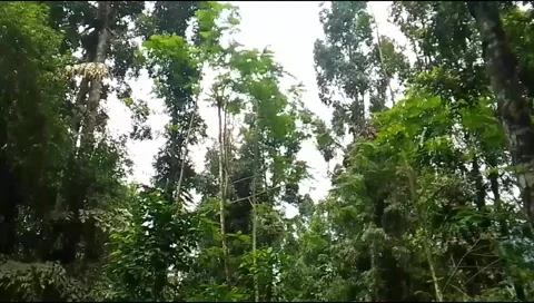 Tropical rain forest Stock Footage 219804633