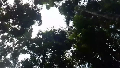 Tropical rain forest Stock Footage 219804675