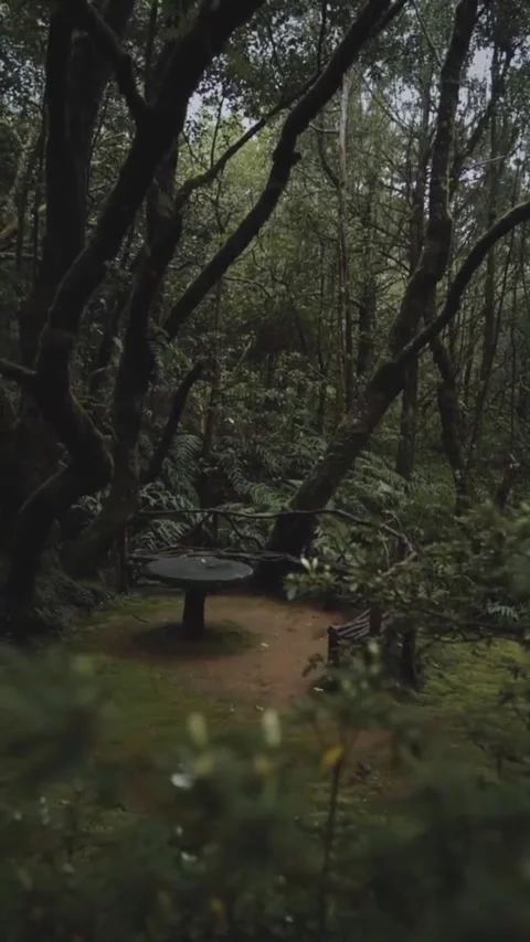 Tropical rain forest Video stock 244909964