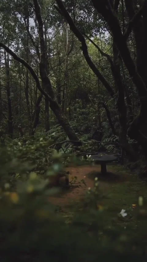 Tropical rain forest Video stock 244910244