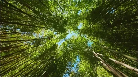 Tropical rain forest Stock Footage 288005641