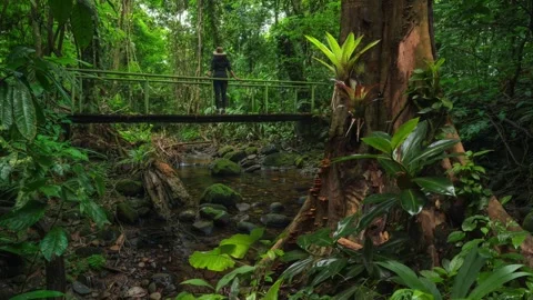 Tropical rain forest Stock Footage 289573720