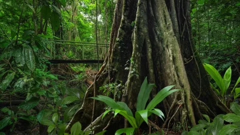 Tropical rain forest Stock Footage 289573721