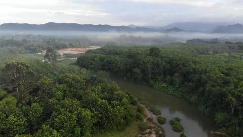 Tropical rain forest green tree with fog morning sunrise ecology system Stock Footage 162651235