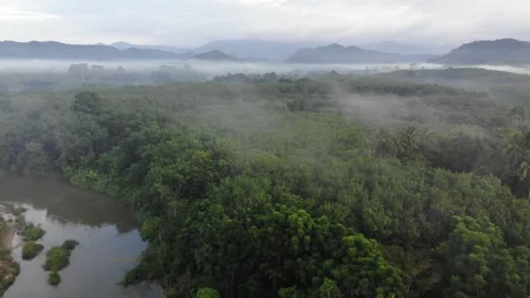 Tropical rain forest green tree with fog morning sunrise ecology system nature Stock Footage 162651502