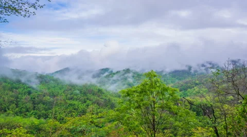 Tropical rain forest with a mist Video stock 64056777