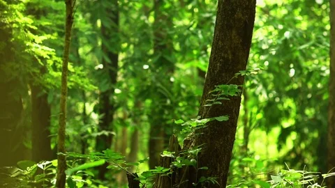Tropical Rain Forest in the Morning Sunlight Stock Footage