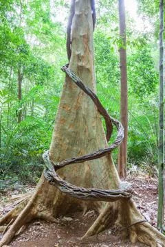 Tropical rain forest 스톡 사진