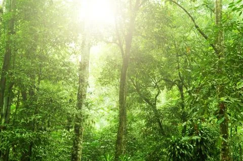 Tropical rain forest Stock Photos