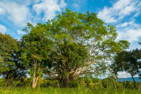 Tropical rain forest Stock Photos