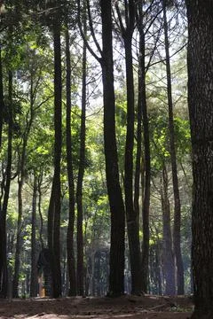 Tropical rain forest Foto stock