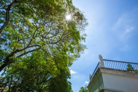 Tropical rain forest tree canopy with a balcony Stock Photos