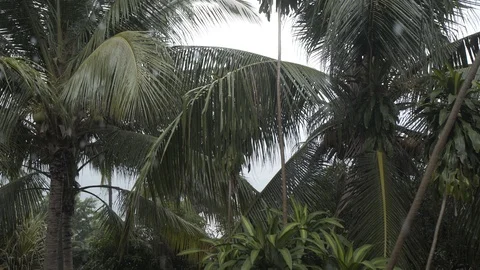 Tropical rain forest tree palms summer time Thai Thailand rainforest, natural Stock Footage 87472798
