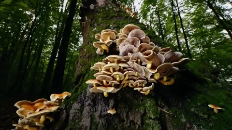 Tropical rain forest trees, Birth of cloud Stock Footage 286707962