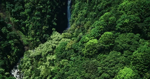 Tropical Rain Forest Waterfall Stock Footage 63510917