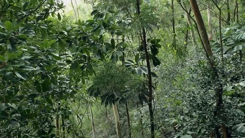 Tropical rain-forest at wind Stock Footage 84214391