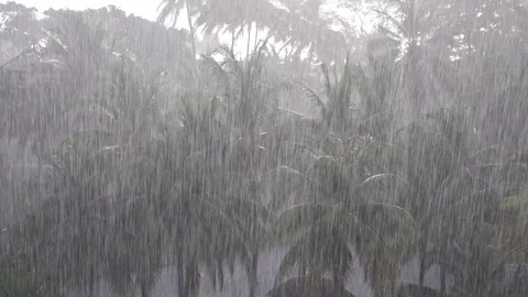 Tropical rain, full hd Stock Footage 73112947