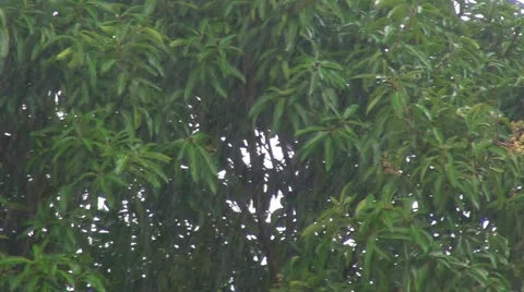 Tropical Rain HD Stock Footage 1042237