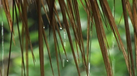 Tropical Rain in a Jungle Stock Footage 308234