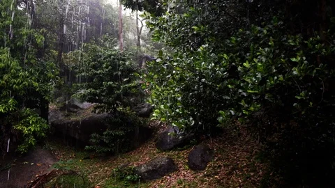 Tropical rain in a jungle. Stock Footage 90834356