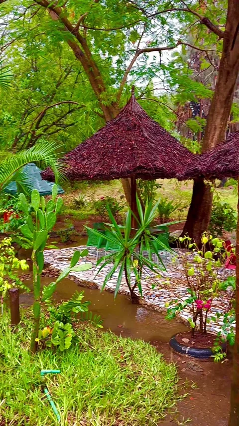 Tropical rain. Large drops fall on leaves and grass. Stockbeeldmateriaal 340499304