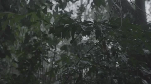 Tropical rain leaves Stock Footage 244728807