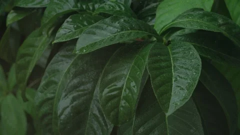 Tropical rain outside the window, drops on large green leaves. Stock Footage 226335441