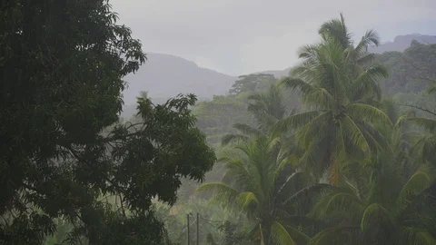 Tropical rain over mango tree and green hills. Stock Footage 126279613