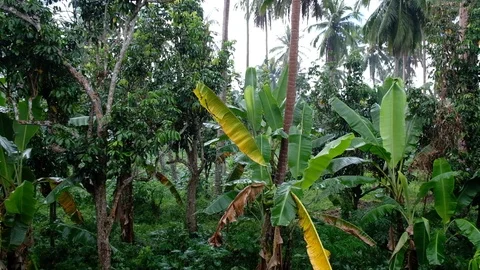 Tropical rain in Philippines Stock Footage 93238792