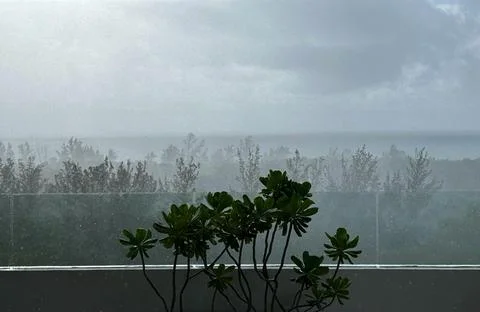 Tropical rain Fotos de archivo