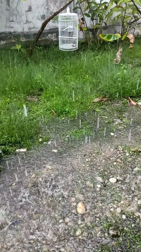 Tropical rain for plants Stock Footage 212252567