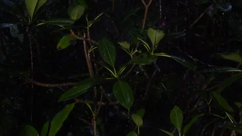 Tropical rain. Plumeria branches drip wet from their leaves over muddy ground Stock Footage 321332053