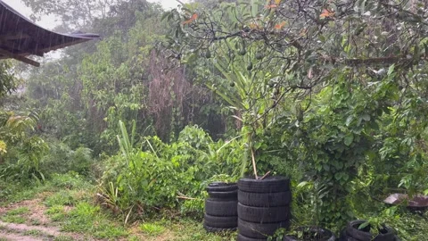 Tropical rain pours down onto Avocado Tree and tire stack in back yard Vídeo Stock 173335317
