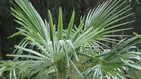 Tropical rain. Rain falls on palm leaves in a tropical climate. Stock Footage 112644859