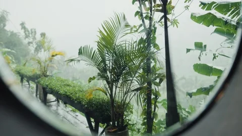 Tropical rain reflecting in a mirror Stock Footage 306462620