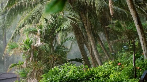 Tropical Rain Slow Motion Stock Footage 83136010