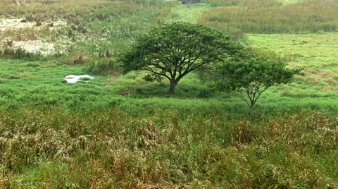 Tropical Rain Storm 스톡 동영상 2176276