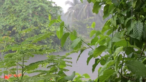 Tropical rain through leaves Stock Footage 114901696