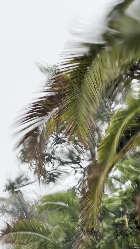 Tropical Rain Through a Window Stock Footage 326640982