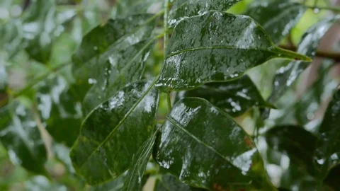 A tropical rain. Tree branch 動画素材 77529116